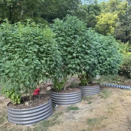 Outdoor raised beds