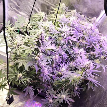 I'm back with 4 x Northern Lights!