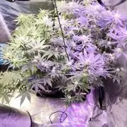 I'm back with 4 x Northern Lights!