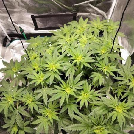 I'm back with 4 x Northern Lights!