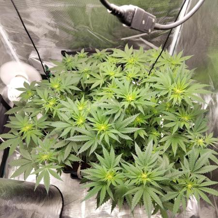 I'm back with 4 x Northern Lights!