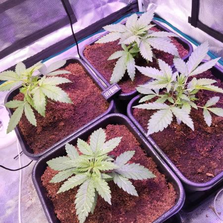 OLD SEEDS!