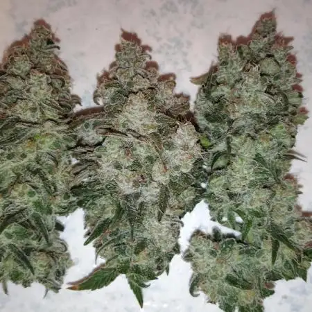 I'm back with 4 x Northern Lights!