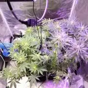 I'm back with 4 x Northern Lights!