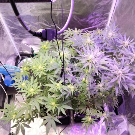 I'm back with 4 x Northern Lights!