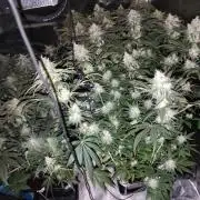 I'm back with 4 x Northern Lights!