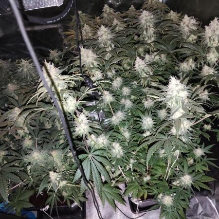 I'm back with 4 x Northern Lights!