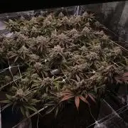 Tropicanna Poison F1 / One big Plant in a 3x3