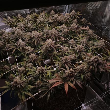 Tropicanna Poison F1 / One big Plant in a 3x3