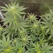 Eight amazing strains in a 4x4 / ORGANIC
