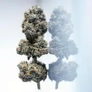 Eight amazing strains in a 4x4 / ORGANIC