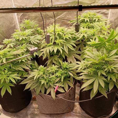 Eight amazing strains in a 4x4 / ORGANIC