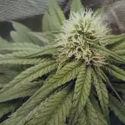 Eight amazing strains in a 4x4 / ORGANIC