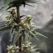 Eight amazing strains in a 4x4 / ORGANIC