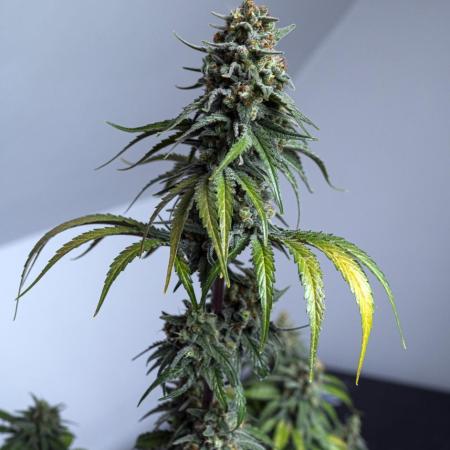 Eight amazing strains in a 4x4 / ORGANIC