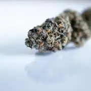 Eight amazing strains in a 4x4 / ORGANIC