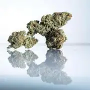 Eight amazing strains in a 4x4 / ORGANIC