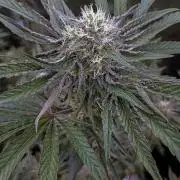 Eight amazing strains in a 4x4 / ORGANIC