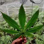 Eight amazing strains in a 4x4 / ORGANIC