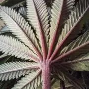 Eight amazing strains in a 4x4 / ORGANIC