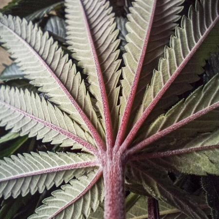 Eight amazing strains in a 4x4 / ORGANIC