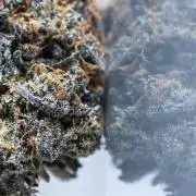 Eight amazing strains in a 4x4 / ORGANIC