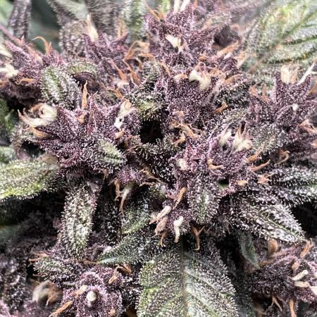Lemon Cherry Cookies Auto