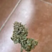 Cherry Cola Auto