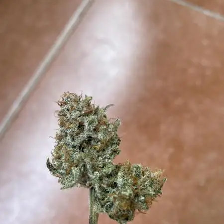Cherry Cola Auto