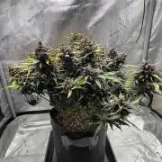 Lemon Cherry Cookies Auto