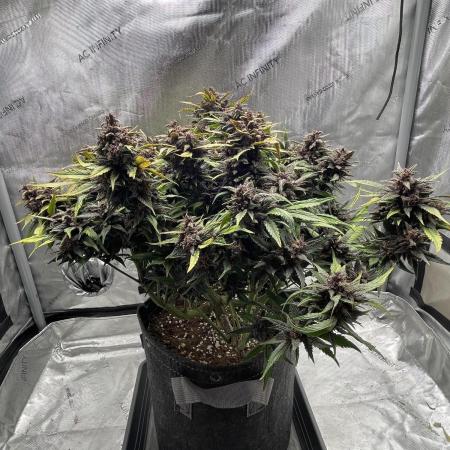 Lemon Cherry Cookies Auto