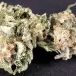 Super Silver Haze Clone 2019 (II)