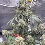 Lemon AK (fastbuds)