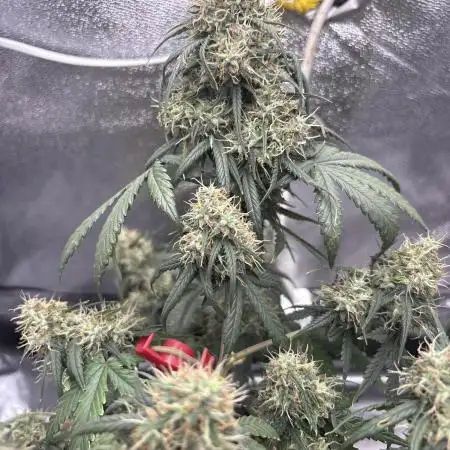 Lemon AK (fastbuds)