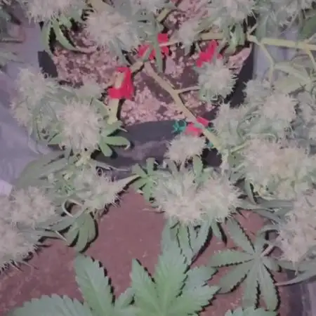 Lemon AK (fastbuds)