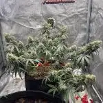 Lemon AK (fastbuds)