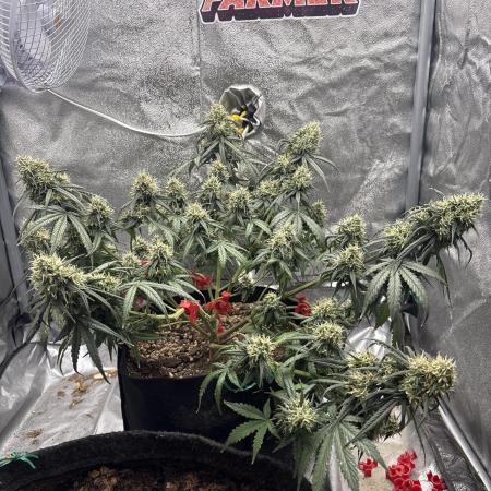 Lemon AK (fastbuds)