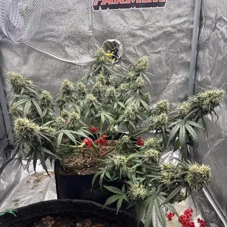 Lemon AK (fastbuds)