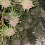 SFV OG auto (Dutch Passion)