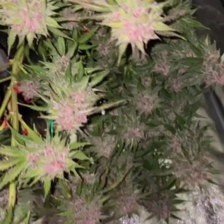 SFV OG auto (Dutch Passion)