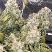 Gorilla zkittlez🦍🍬