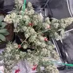 Lemon AK (fastbuds)