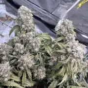 Gorilla zkittlez🦍🍬