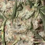 Lemon AK (fastbuds)