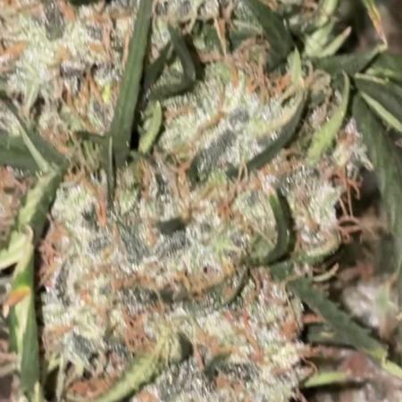 Lemon AK (fastbuds)