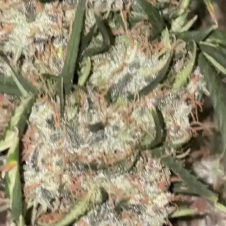 Lemon AK (fastbuds)