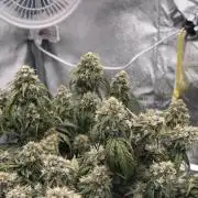 Gorilla zkittlez🦍🍬