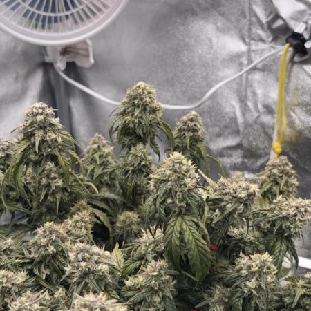 Gorilla zkittlez🦍🍬