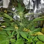 Royal AK auto