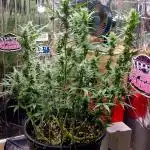 Afghan Kush Auto